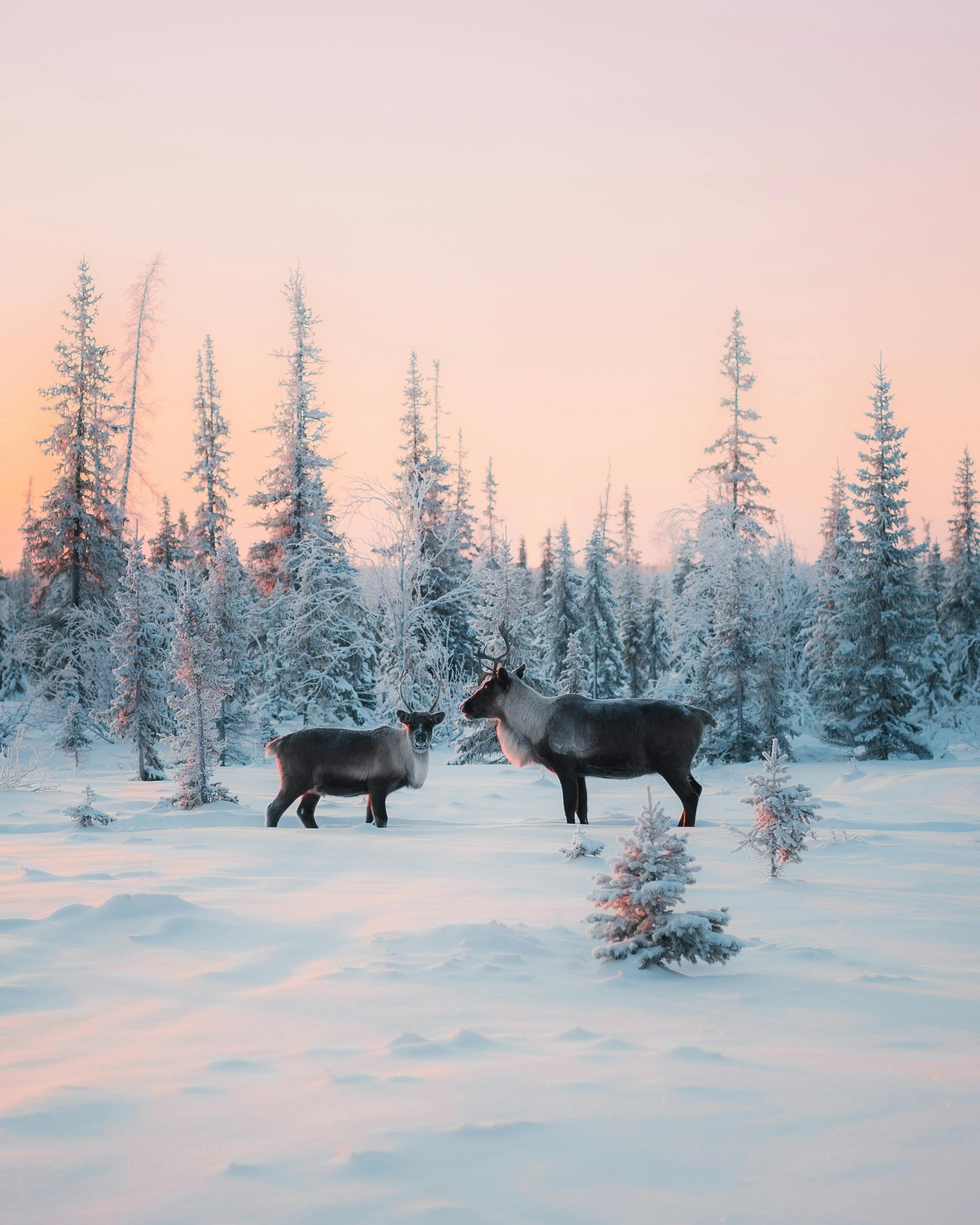 Two reindeer in a snowy forest at sunset create a serene winter scene.