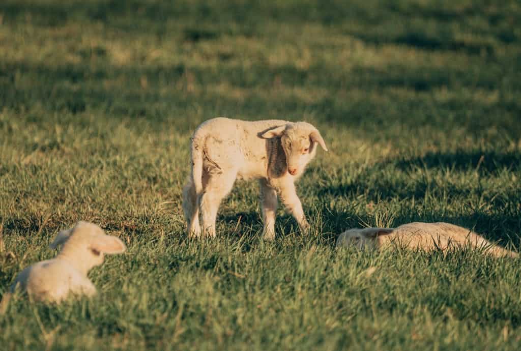 Adorable baby lambs enjoying a sunlit pasture, symbolizing tranquility and rural life.